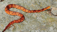 Image Source: &ldquo;Copperhead (Endangered)&rdquo; Snakes of Massachusetts MassWildlife