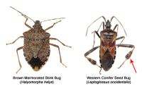 Image source: Massachusetts Introduced Pests Outreach Blog, &lsquo;Brown Marmorated Stink Bug&rsquo; Image courtesy of Ted Kropiewnicki, bugguide.net. Western Conifer Seed Bug Image courtesy of Giancarlo Dessi, Wikimedia Commons
