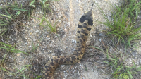 Image Source: &ldquo;Eastern Hog-nosed Snake (Special Concern)&rdquo; Snakes of Massachusetts MassWildlife