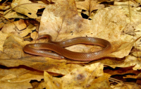 Image Source: &ldquo;Eastern Wormsnake (Threatened)&rdquo; Snakes of Massachusetts MassWildlife