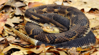 Image Source: &ldquo;Timber Rattlesnake (Endangered)&rdquo; Snakes of Massachusetts MassWildlife