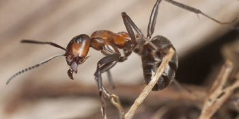 Image source: &ldquo;Ants&rdquo;, The National Wildlife Federation