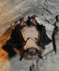 Photo by Bill Byrne, MassWildlife &ldquo;A Little Brown Bat (Endangered) in a cave&rdquo;