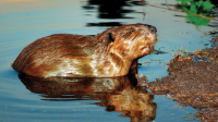 Image source: &ldquo;Learn About Beavers&rdquo;, MA Division of Fisheries and Wildlife