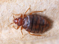 Bed bug image from the MA Department of Public Health