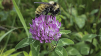 Image source: &ldquo;Plant a bumblebee-friendly garden&rdquo;, MA Division of Fisheries and Wildlife