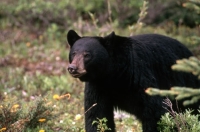 Photo credit: American black bear.jpg, USFS, Public Domain, https://www.fws.gov/media/american-black-bear.jpg