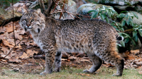 Image source: &ldquo;Learn About Bobcats&rdquo;, MA Division of Fisheries and Wildlife