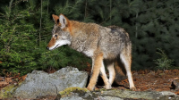 Image source: &ldquo;Learn About Coyotes&rdquo;, MA Division of Fisheries and Wildlife