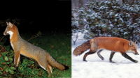 Image source: Learn About Foxes, &ldquo;Gray fox (left), red fox (right)&rdquo;, MA Division of Fisheries and Wildlife