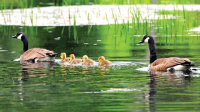 Image source: &ldquo;Learn About Canada Geese&rdquo; MA Division of Fisheries and Wildlife