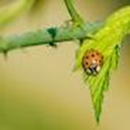 Photo by Ron Desrosiers Image Source: MassAudubon: Ladybugs