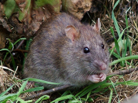 Photo credit: USDA: &ldquo;Rodent&rdquo; US Environmental Protection Agency (EPA) Rodents and Schools