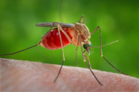 Image source: &ldquo;Culex species mosquito&rdquo; Mosquitoes in the United States Centers for Disease Control and Prevention