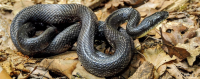 Image Source: &ldquo;Eastern Ratsnake (Endangered)&rdquo; Snakes of Massachusetts MA Division of Fisheries and Wildlife