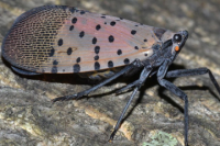Image source: &ldquo;Spotted Lanternfly&rdquo; USDA Animal and Plant Health Inspection Service (APHIS)