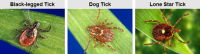 Image source: &ldquo;Tick-borne disease prevention&rdquo; MA Department of Public Health