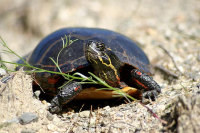 Photo by Mike Jones &ldquo;Eastern Painted Turtle&rdquo; MassWildlife